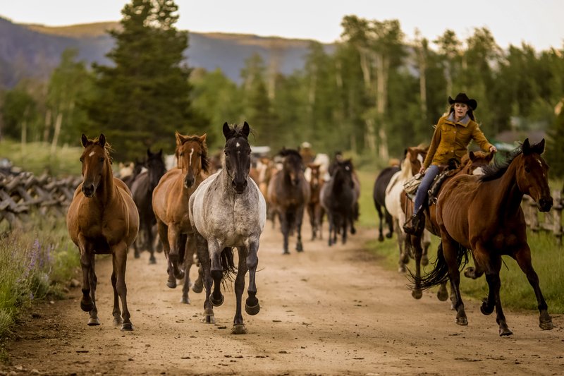 Jiggling the Horses in for the Morning Rides