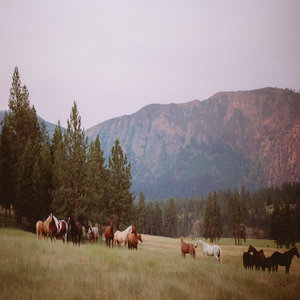 Horses at Pasture