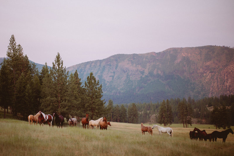 Horses at Pasture