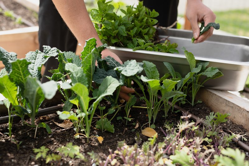 Chef's Garden