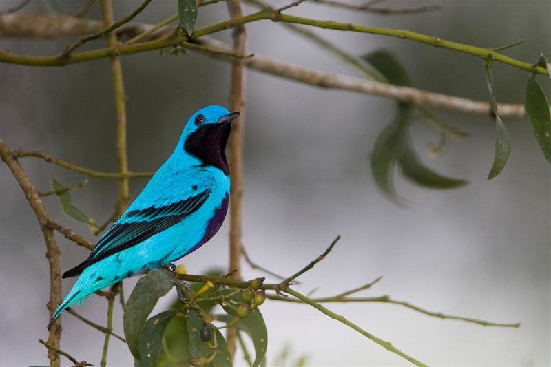 Lovely Cotinga