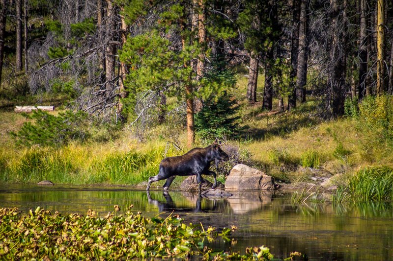 Moose in Fall