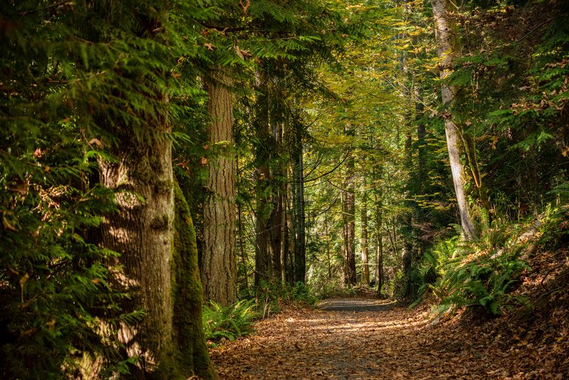 Path Through Trees