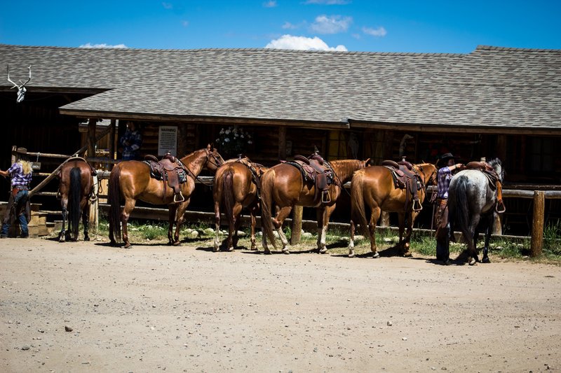 Horses and Wranglers 