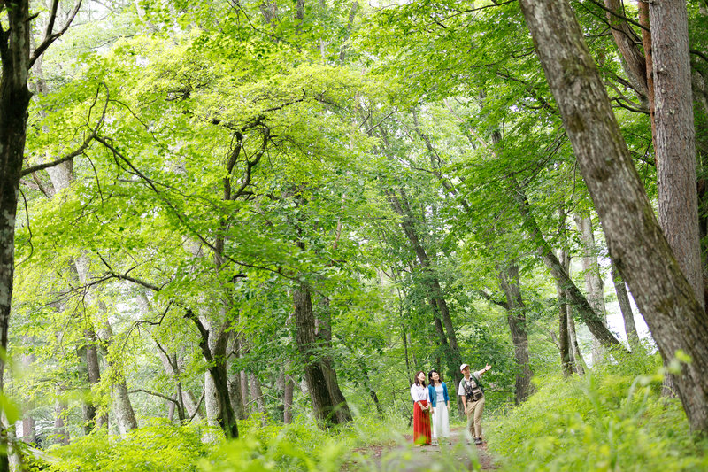 Walking tour with Guide in the Forest